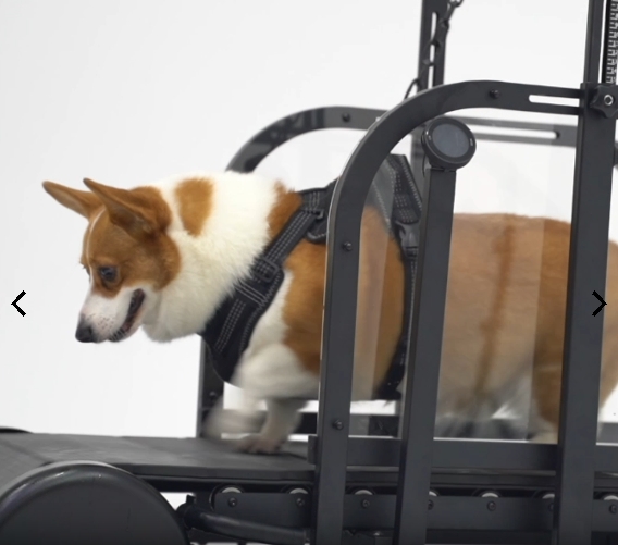  What is the design philosophy behind the Ronzel Non-Electric Dog Treadmill|ronzeil?